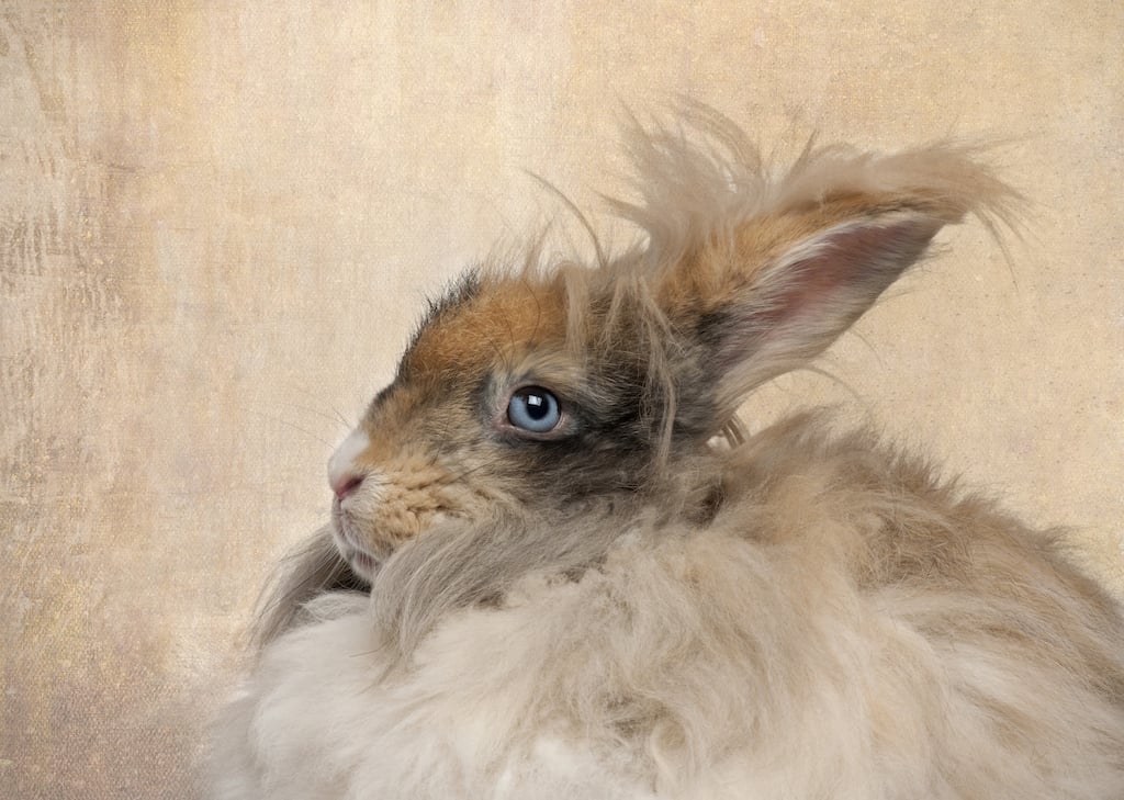 Angora Rabbit