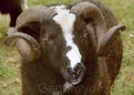Meet the Animals The Natural Fibre Company