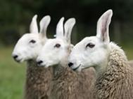 Meet the Animals The Natural Fibre Company