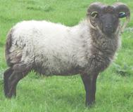 Boreray