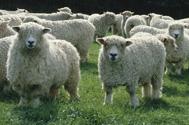 Meet the Animals The Natural Fibre Company