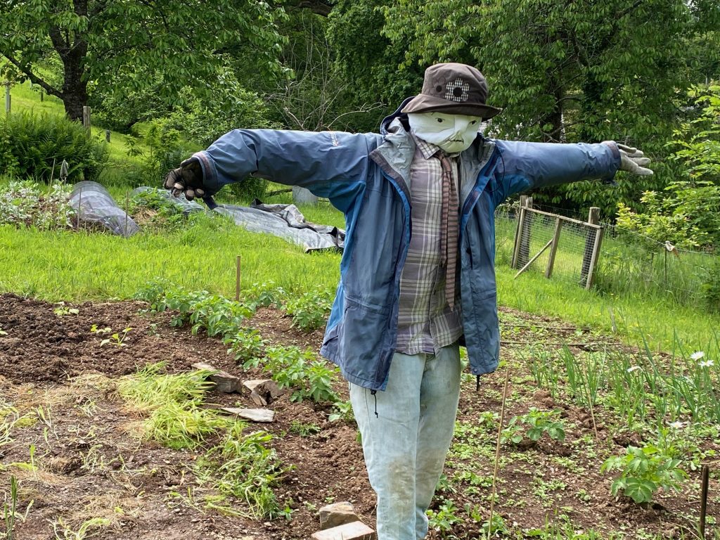 Fergus the Scarecrow in Ginny's garden 