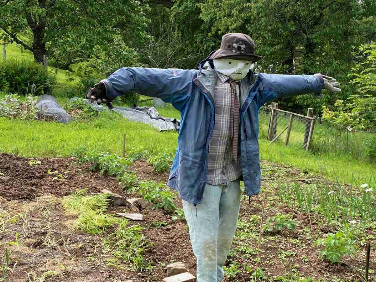 Fergus the Scarecrow in Ginny's garden