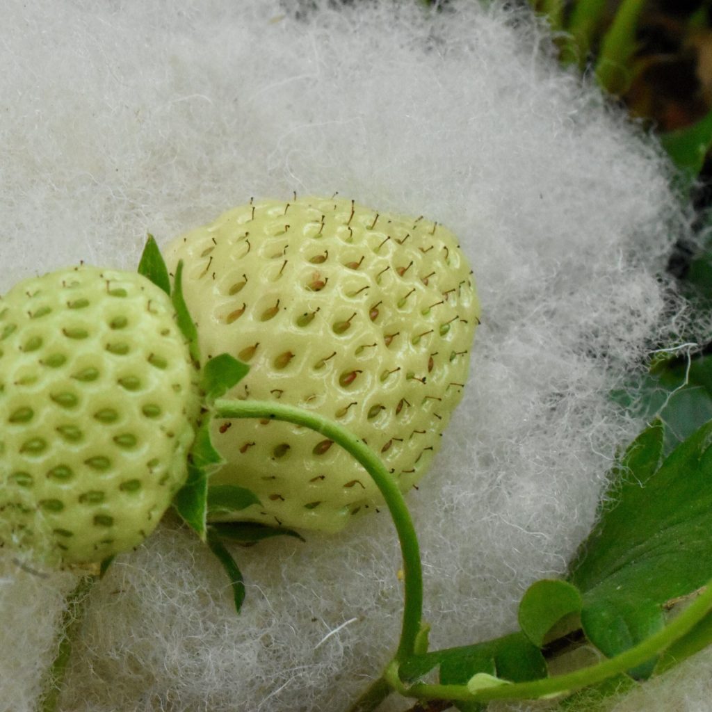 Some waste fibre supporting Ginny's homegrown strawberries