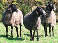 Meet the Animals The Natural Fibre Company