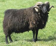 Meet the Animals The Natural Fibre Company