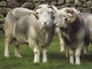 Herdwick