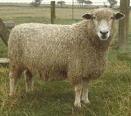 Leicester Longwool