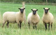 Meet the Animals The Natural Fibre Company