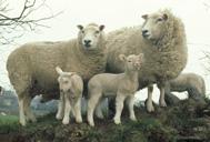 Meet the Animals The Natural Fibre Company