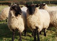 Meet the Animals The Natural Fibre Company