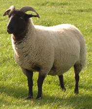 Norfolk Horn