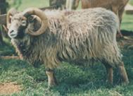 Meet the Animals The Natural Fibre Company