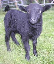 More About Wool The Natural Fibre Company