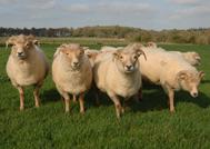 Meet the Animals The Natural Fibre Company