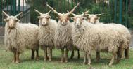 More About Wool The Natural Fibre Company