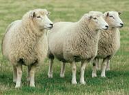 Meet the Animals The Natural Fibre Company
