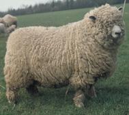 Meet the Animals The Natural Fibre Company