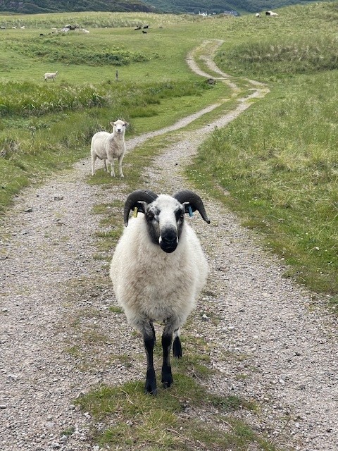Sanna Shetland Sheep