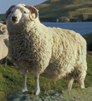 Meet the Animals The Natural Fibre Company