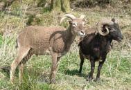Soay