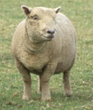 Southdown