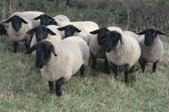 Meet the Animals The Natural Fibre Company
