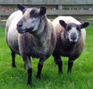 Meet the Animals The Natural Fibre Company