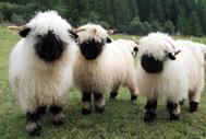 More About Wool The Natural Fibre Company
