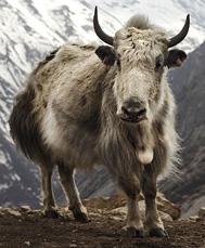 More About Wool The Natural Fibre Company