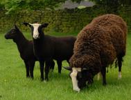 Meet the Animals The Natural Fibre Company