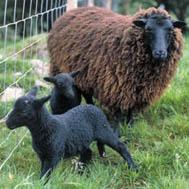 Meet the Animals The Natural Fibre Company